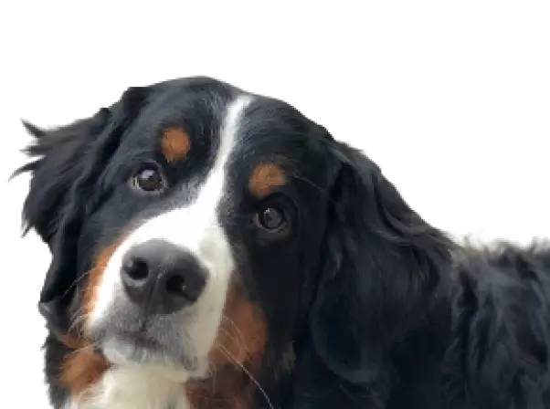 A bernese mountain dog named Darla.